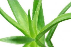 怎樣用新鮮蘆薈美容，蘆薈的美容方法