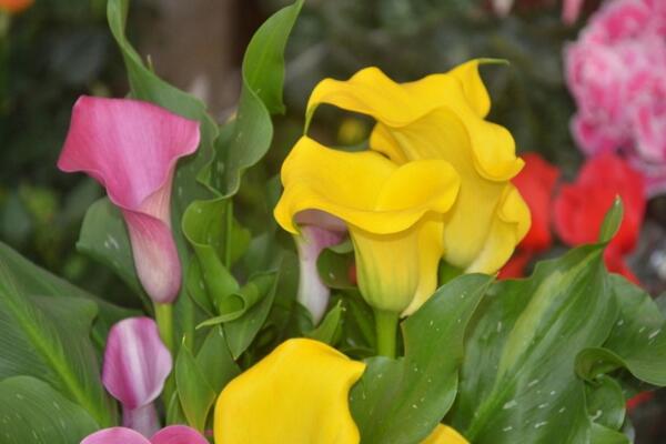 彩色馬蹄蓮為什么不能復(fù)花，復(fù)花難度大、管理方法不當(dāng)