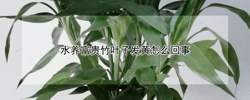 水養(yǎng)富貴竹葉子發(fā)黃怎么回事