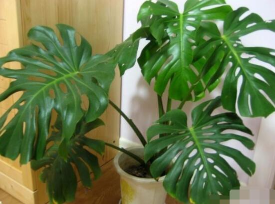 龜背竹怎么固定造型，龜體造型最受人們歡迎(美觀)