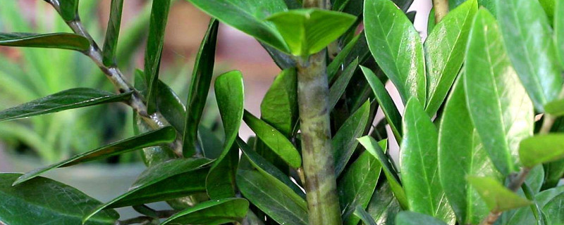 金錢樹的生長(zhǎng)期是什么時(shí)候