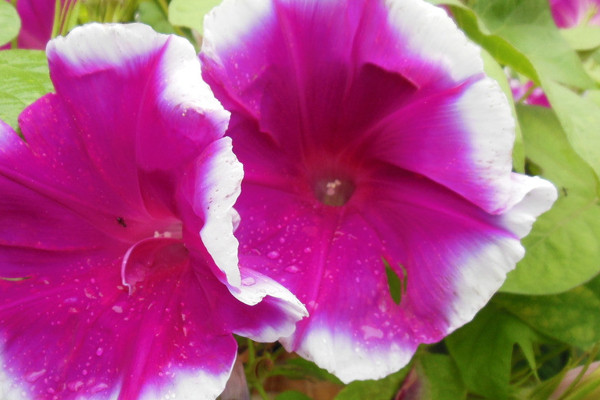 牽?；ńY(jié)果后葉子黃了枯萎了