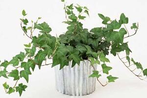 常春藤花語是什么，象征著忠誠與友誼