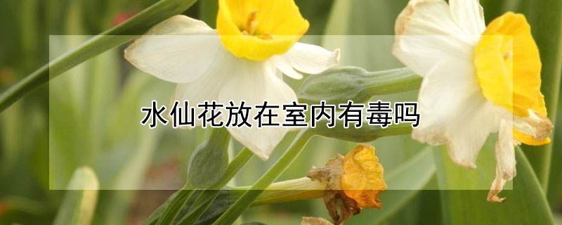 水仙花放在室內(nèi)有毒嗎