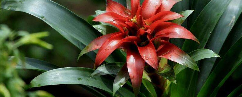 鴻運(yùn)當(dāng)頭小苗沒(méi)根能活嗎