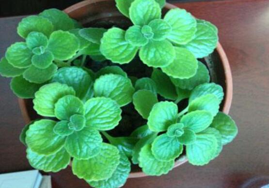 驅(qū)蚊草碰碰香有毒嗎，無毒/凈化空氣、醒腦提神