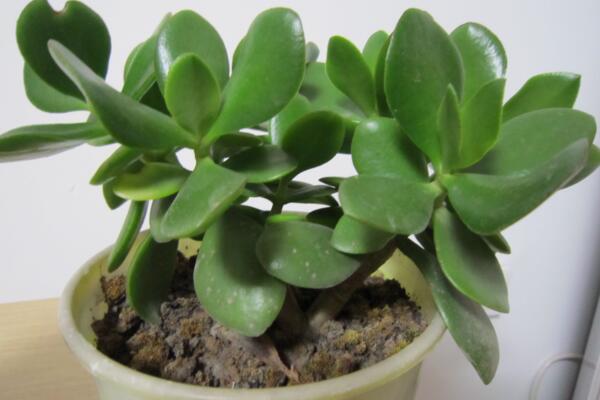 燕子掌適合放在哪里，燕子掌的擺放推薦（4種）