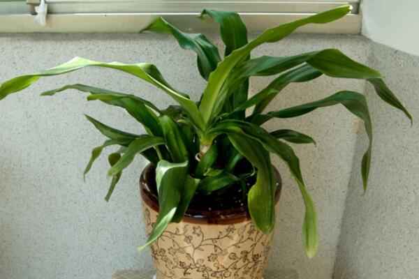 中華萬年青的養(yǎng)殖方法和注意事項：控制溫度合理施肥