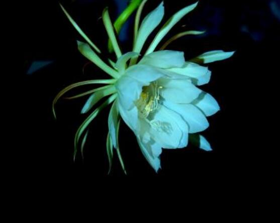 曇花的養(yǎng)殖方法和注意事項，老農(nóng)總結(jié)七大最實用養(yǎng)殖方法