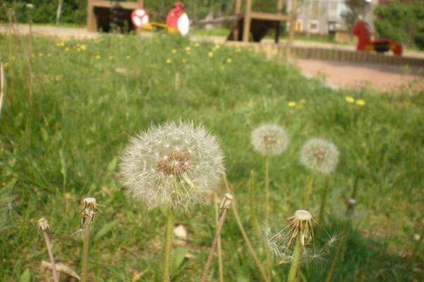 蒲公英怎么養(yǎng)，蒲公英養(yǎng)殖5大要點(diǎn)