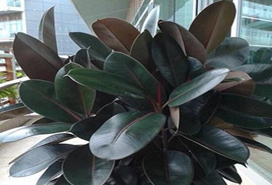 橡皮樹(shù)葉子打卷怎么辦，保持光照充足、溫度合理、忌積水