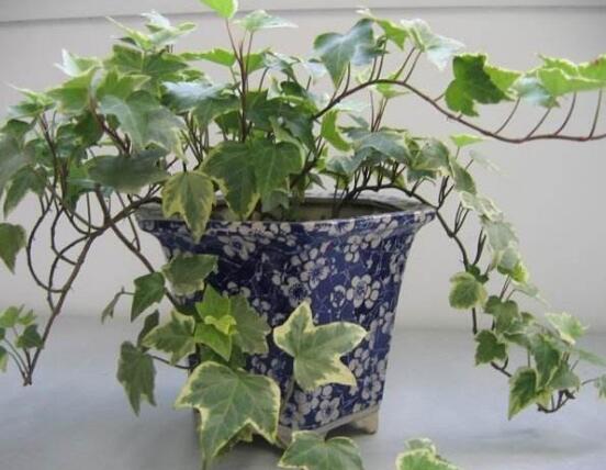 常春藤用淺盆還是深盆，深、淺盆都合適