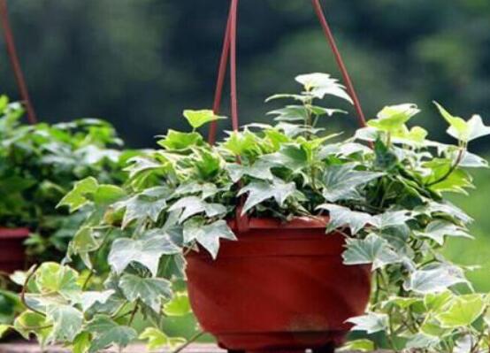 常春藤怎么養(yǎng)長(zhǎng)得壯，只需要做好五個(gè)要點(diǎn)即可