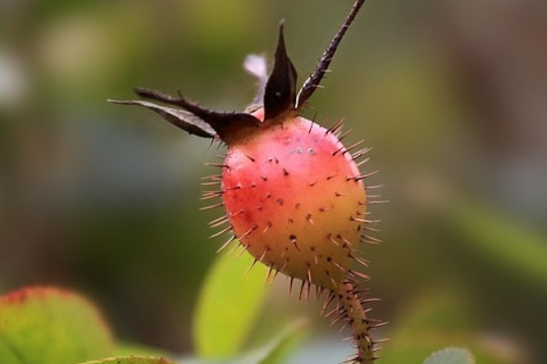 金櫻子果實(shí)什么時候成熟