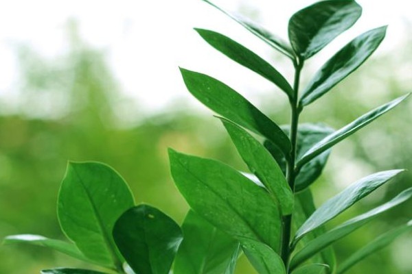 搖錢樹葉子發(fā)黃脫落怎樣挽救