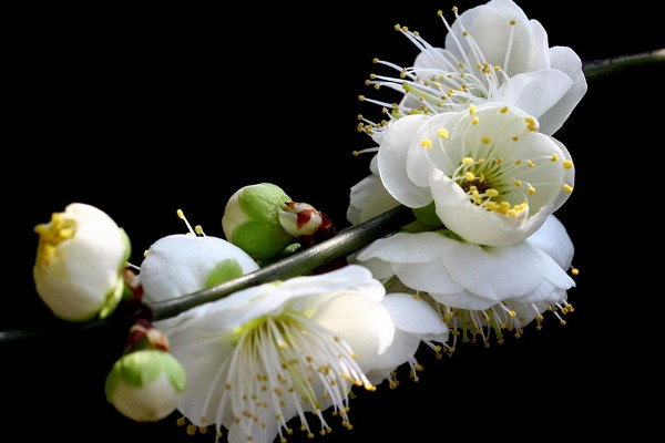 盆栽綠梅怎么養(yǎng)