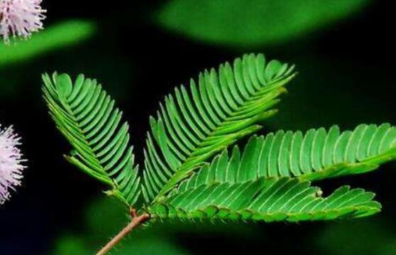 羞草怎么種，浸種晾干、覆土4厘米深(15天生根發(fā)芽)