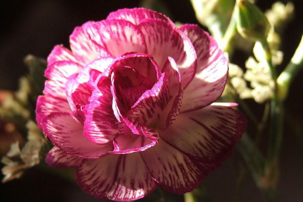 怎樣讓水養(yǎng)康乃馨花苞開出來