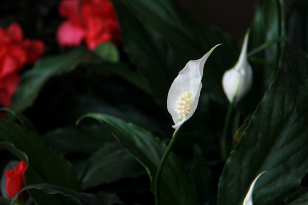 一帆風(fēng)順的葉子尖干枯怎么辦，可更換盆土或進(jìn)行通風(fēng)