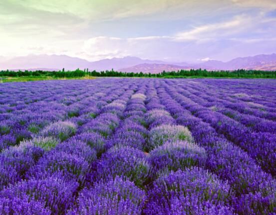 薰衣草花語(yǔ)和寓意，愛(ài)情的等待、堅(jiān)定永恒的真愛(ài)