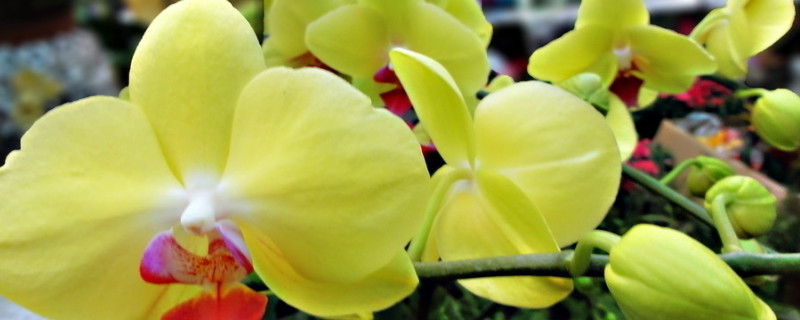 蝴蝶蘭小苗多久能長(zhǎng)大