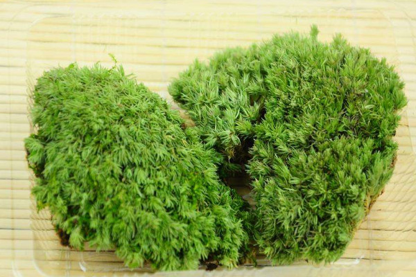 白發(fā)蘚怎么養(yǎng)綠油油