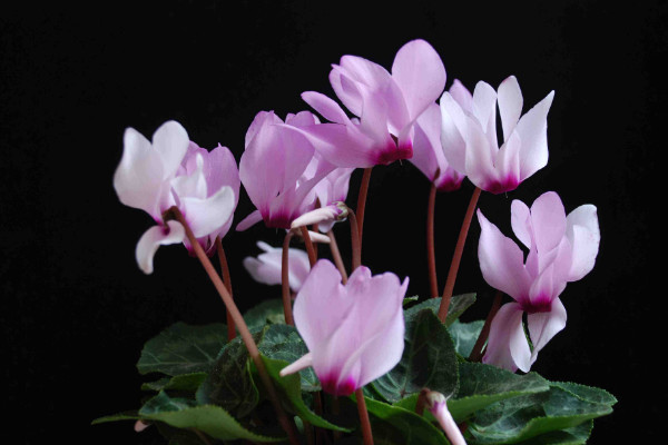 仙客來的種子如何采摘，在五月份成熟時收獲