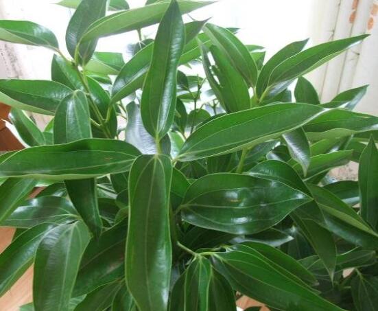 平安樹葉子發(fā)黑是怎么回事，三種原因以及解決方法