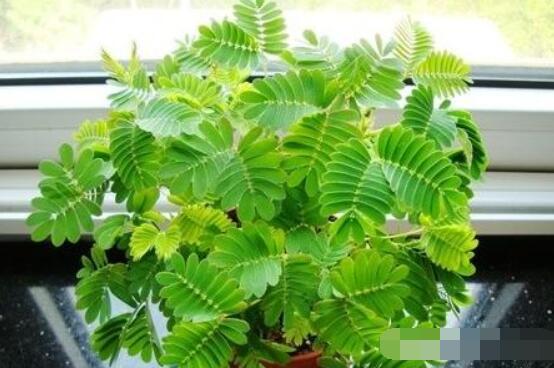 含羞草晚上會閉合嗎，會/屬于一種自然生長澎壓現(xiàn)象