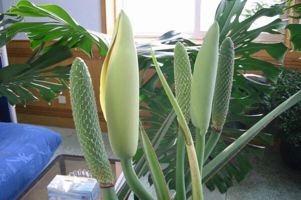 龜背竹的繁殖方法圖解，扦插、分株、播種三種方法