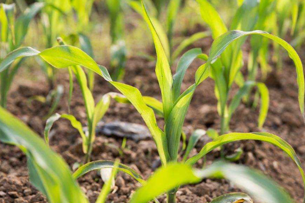 玉米苗根部發(fā)叉怎么辦