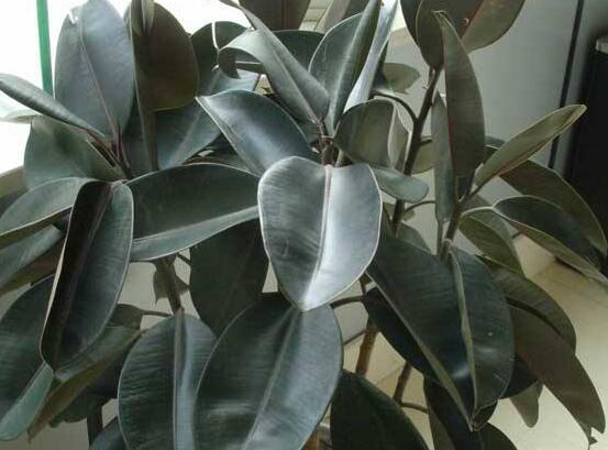 橡皮樹多高怎么去頭，擇理想的高度（生長出芽點）