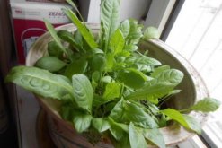 蒲公英怎么養(yǎng)，蒲公英養(yǎng)殖5大要點