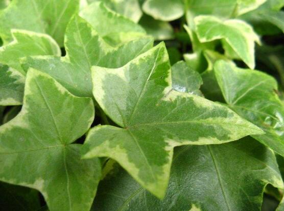 小葉常春藤的養(yǎng)殖方法，教你八個(gè)簡(jiǎn)單易學(xué)基本方法