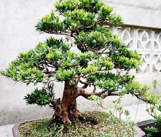 羅漢松品種，盤點羅漢松最珍貴的五大品種