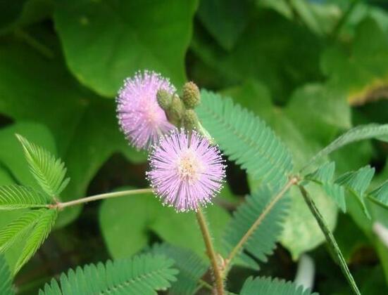 含羞草脫發(fā)能好嗎，能好/注意要有效避免接觸