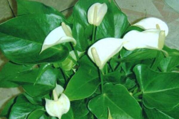 一帆風(fēng)順只長葉不開花