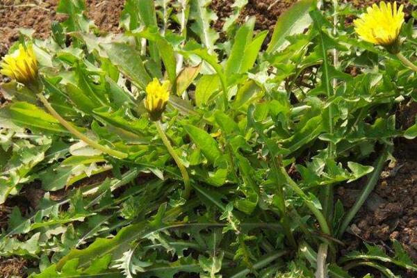 蒲公英的病害防治，常見(jiàn)病害以及防治方法