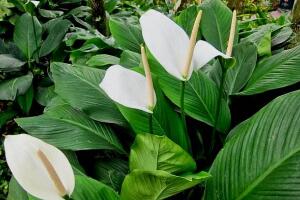 一帆風(fēng)順有毒嗎，一帆風(fēng)順適合家里養(yǎng)嗎/可以養(yǎng)