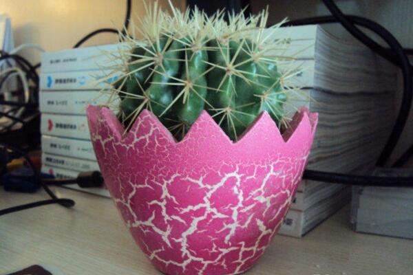 仙人球放客廳好嗎，不建議放在客廳（容易帶來煞氣）