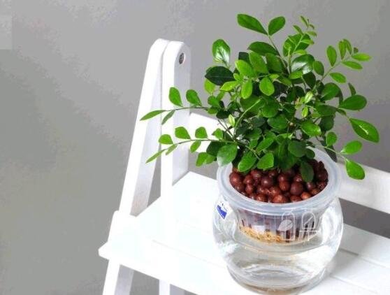 九里香的養(yǎng)殖方法水培，教你四個(gè)步驟水培爆盆