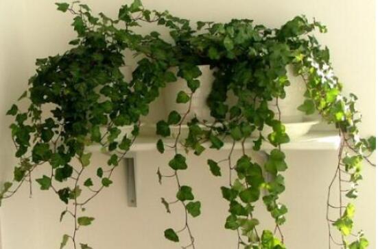 常春藤水培怎么生根快，教你六大方法快速生根