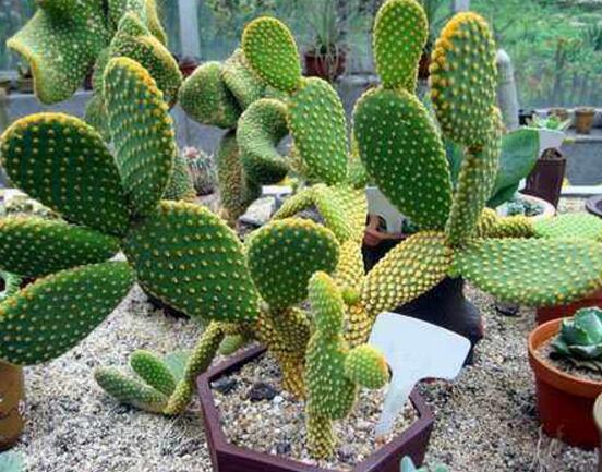 仙人掌適合在室內(nèi)養(yǎng)嗎，吸收輻射、釋放氧氣