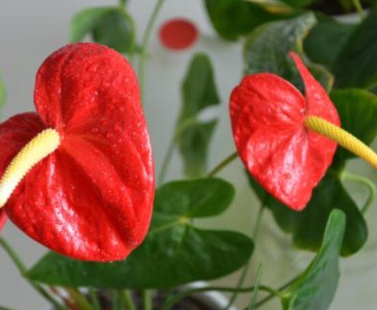 紅掌葉子發(fā)黃焦邊干枯是怎么回事，教你最直接有效三種解決措施