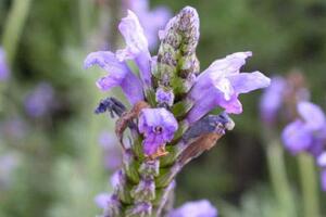 薰衣草有毒嗎，薰衣草可以放在臥室嗎/無(wú)毒放心養(yǎng)殖