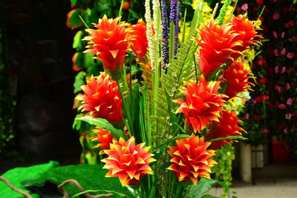 鴻運(yùn)當(dāng)頭花是什么品種