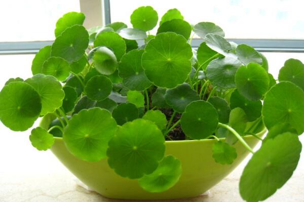 銅錢草與金錢草的區(qū)別，外形神似功效價值卻大不相同