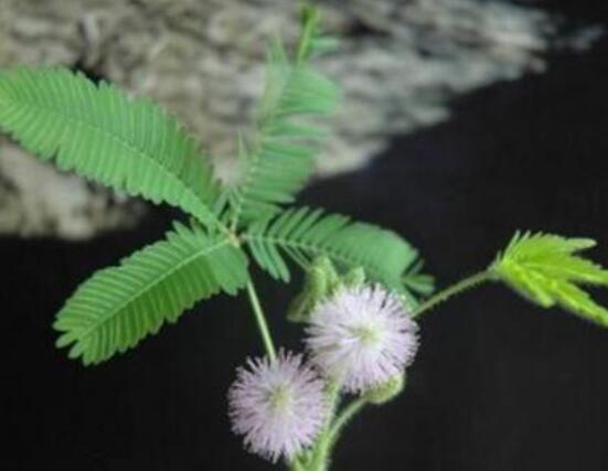 羞草怎么種，浸種晾干、覆土4厘米深(15天生根發(fā)芽)