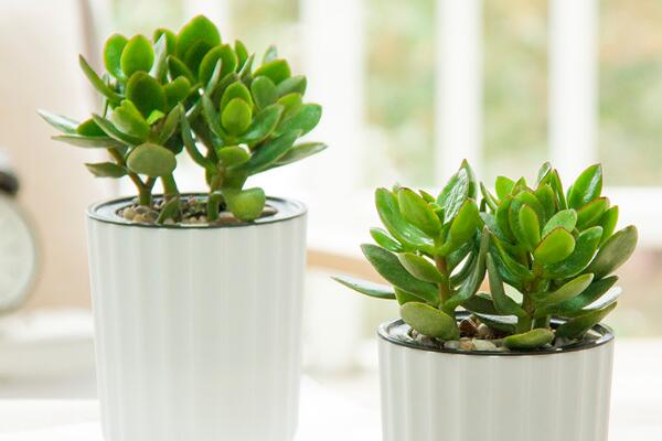 玉樹多少錢一盆，最便宜的也要20多元一盆