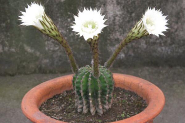 仙人球花和曇花的區(qū)別，介紹四種不同之處